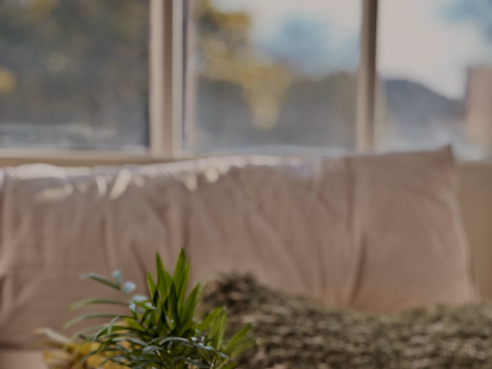 Potted plants gathered by a softly lit window in the Bötaniqa studio